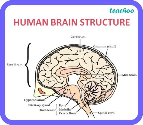 Brain Structure Diagram, Human Brain Diagram, Brain Diagram, Biology Diagrams, Science Diagrams, Brain Structure, Pituitary Gland, Biology Notes, Spinal Cord