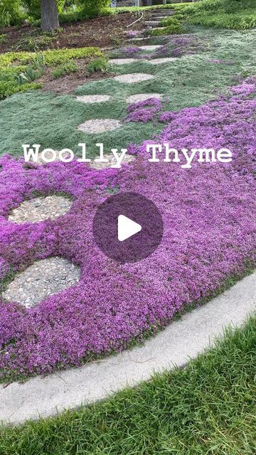 Wooly Thyme Ground Cover, Cheetah Living Room, Thymus Pseudolanuginosus, Ground Cover For Slopes, Woolly Thyme, Lawn Alternative, Wooly Thyme, Bench Cushion Cover, Perennial Ground Cover