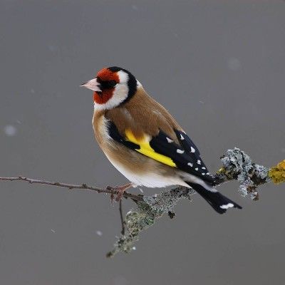 Photo Oiseaux De Jardin #photo #animaux #animal Bird Silhouette, Bird Artwork, Colorful Bird, Pet Bird, Bird Pictures, Bird Drawings, Pretty Birds, Colorful Birds, Little Birds