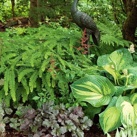 Fern Landscaping, Adiantum Pedatum, Deck Landscaping, Plant Combos, Maidenhair Fern, Ferns Garden, White Flower Farm, Woodland Plants, Farmhouse Landscaping