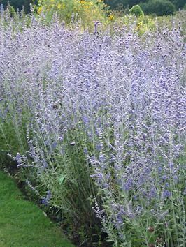 Sage Landscaping, Oxford House, Low Maintenance Landscaping Front Yard, Rain Gardens, Drought Tolerant Perennials, Russian Sage, Sage Plant, Deer Resistant Plants, Hardscape Design