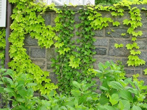 Parthenocissus tricuspidata 'Fenway Park' | Fenway Park Boston Ivy | Fenway Park Japanese Creeper | Golden Leaf Boston Ivy| plant lust Boston Ivy Wall, Parthenocissus Tricuspidata, Wall Climbing Plants, Ornamental Horticulture, Plant Palette, Boston Ivy, Fenway Park Boston, Virginia Creeper, Concrete Block