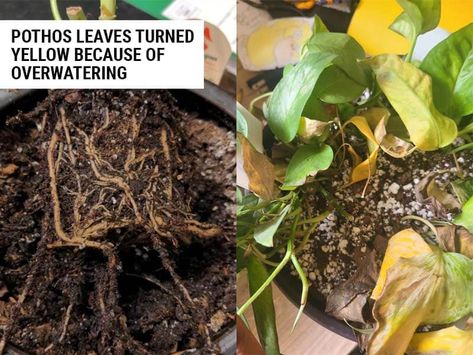 Yellow Leaves on Pothos (7 Causes With Solutions) – World of Garden Plants Pothos Plants, Plantain Lily, Gardening Gear, Hydrangea Care, Root Rot, Pothos Plant, Tropical Bird, Unusual Plants, Aloe Leaf