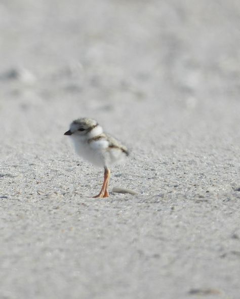 Piping plover ~ pluvier siffleur Piping Plover, Nature Photographer, Army Mom, Nature Photographs, Birdy, Piping, Fur Babies, Cute Animals, Instagram Photos