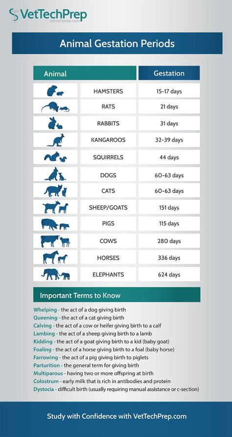 Vet Tech Infographic: Animal Gestation Periods Vet Tech Prep, Tech Infographic, Veterinarians Medicine, Veterinarian Technician, Vet Tech School, Veterinary Tech, Vet Tech Student, Vet Technician, Supraviețuire Camping