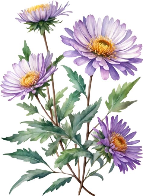 AI generated Watercolor wildflower clipart, AI-Generated. Exam Drawing, Wildflower Clipart, Aster Flowers, Aster Flower, Watercolour Flowers, Flowers Clipart, Flowers Purple, Watercolor Flower Art, Haifa