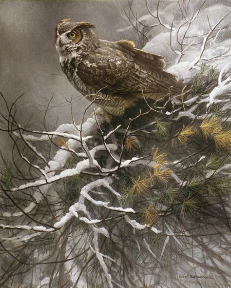 Winter Pine - Great Horned Owl by Robert Bateman Robert Bateman, Great Horned Owl, Wildlife Paintings, Wildlife Artists, Owl Painting, Mountain Art, Owl Art, Canadian Artists, Wildlife Art