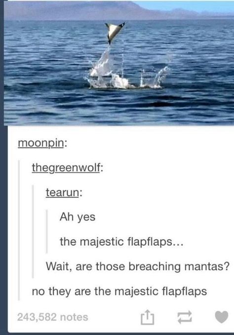 Tumblr funny Clean Memes, Sea Animal, Funny Animal Jokes, Can't Stop Laughing, Animal Jokes, Faith In Humanity, A Teen, Dad Jokes, Tumblr Funny