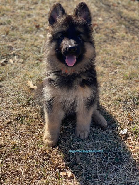 Long Haired German Shepherd Puppy, German Shepherd Long Coat, Sheperd Dogs, Long Coat German Shepherd, Long Haired German Shepherd, German Sheperd Dogs, Dream Farm, German Shepherd Puppy, Shepherd Puppy