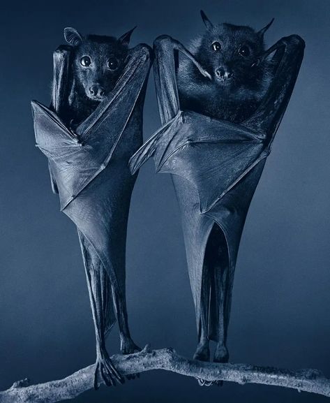 Tim Flach - Egyptian Bat - Contemporary British Art, Animal Photography, Birds, Wings For Sale at 1stDibs Fruit Bats, Bat Animal, Fruit Bat, Baby Bats, Cute Bat, British Art, Animals Images, Dracula, Animals Friends