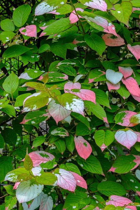 GREAT list of perennial flowering vines that thrive in the shade. When I needed to hide my neighbor's shed from view in my shady garden, I had a tough time finding vines that were non-invasive and looked good. This list of perennial shade vines has some really pretty plants that won't take over your yard. #shadevines #floweringvinesforshade #perennialvines Shade Vines, Vines For Shade, Climbing Plants Fence, Climbing Hydrangea Vine, Climbing Flowering Vines, Perennial Flowering Vines, Hydrangea Shade, Flowering Shade Plants, Plants That Like Shade