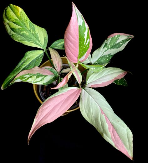 Syngonium Pink Splash, Syngonium Plant, Pink Splash, Planter Gift, Philodendron Monstera, Leaf Patterns, Tropical Rainforest, Organic Matter, Plant Collection