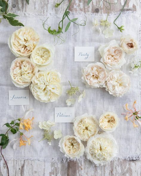 David Austin Wedding, Neutral Wedding Decor, Summer Wedding Floral, Wedding Roses, Bouquet Rose, Stylish Bride, Austin Rose, Rose Varieties, Rose Wedding Bouquet