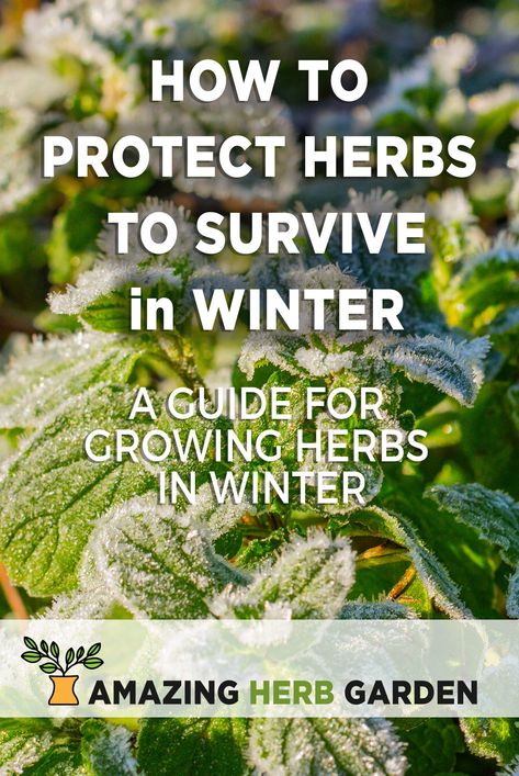 Winter Herb Garden Outdoor, Winter Herbs Outdoor, Winter Herb Garden, Vegan Gardening, Raised Herb Garden, Garden In Winter, Growing Sage, Tiny Gardens, Peppermint Plants