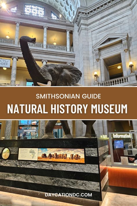 Check out what you can see at the National Museum of Natural History - one of the Smithsonian Museums on the National Mall in Washington, DC! #washingtondc #smithsonian #museums Smithsonian Museum Washington Dc, National Museum Of Natural History, Day Trip Ideas, Things To Do In Washington, Dc Trip, Smithsonian Museum, Dc Travel, National Mall, Museum Of Natural History