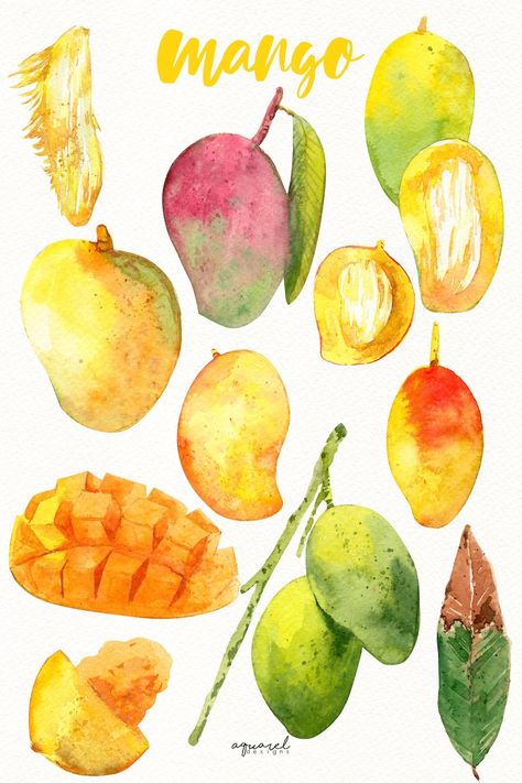 Tropical Fruit Watercolor, Tropical Fruits Drawing, Mango Watercolor Painting, Tropical Fruit Drawing, Summer Fruits Drawing, Tropical Fruits Illustration, Mango Drawings, Watercolor Fruit Paintings, Mango Illustrations