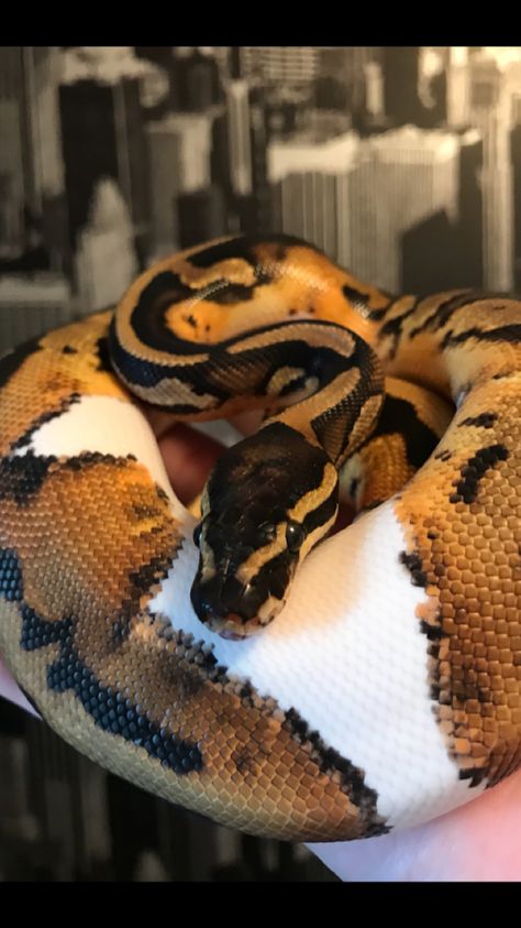 Pied Ball Python Ball Python Colors, Ball Python Pet, Pied Ball Python, Danger Noodles, Types Of Snake, Colorful Snakes, Pretty Snakes, Ball Python Morphs, Reptile Tank