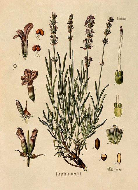 Illustration Botanique Vintage, Botany Illustration, Botanisk Illustration, Sage Plant, Lavender Herb, Lavender Water, Illustration Botanique, Botanical Illustration Vintage, Lavender Plant