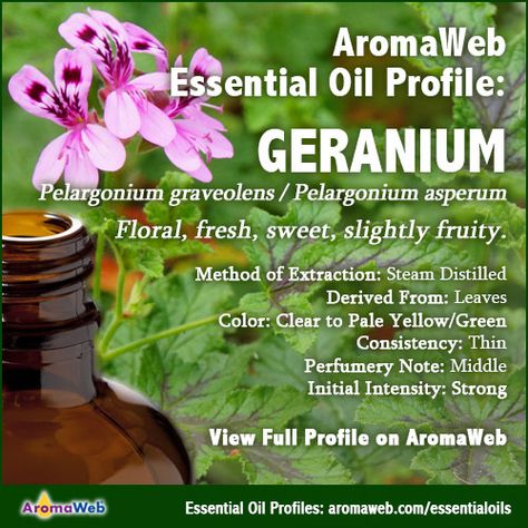 Geranium Essential Oil Profile Geranium Essential Oil Benefits, Holy Basil Essential Oil, Petitgrain Essential Oil, Rose Geranium Essential Oil, Mint Essential Oil, Basil Essential Oil, Diy Essential Oil Recipes, Essential Oil Safety, Healing Essential Oils