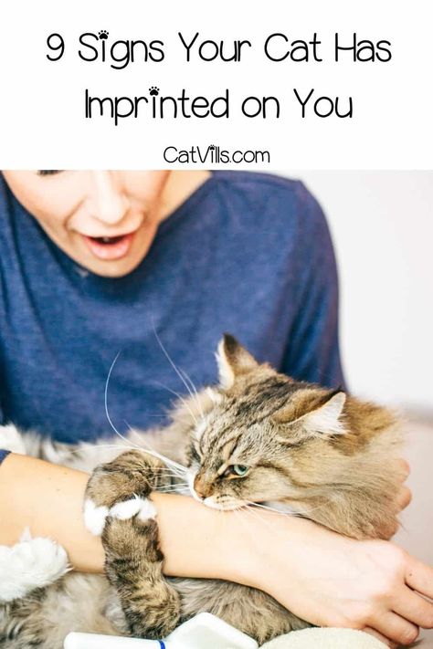 Want to know the reasons why do cats imprint on humans? Dive in to learn what cat imprinting means and see if your cat has imprinted on you already! Signs Your Cat Loves You, Where Do Cats Like To Be Petted, How To Pet A Cat, Cat Psychology, Introducing Cats To Cats, Things Cats Love, Cats In Love, Cat Must Haves, Kitty Cats