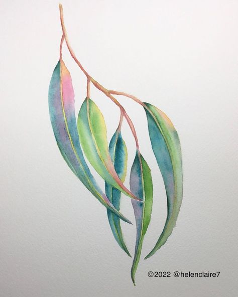 Gum Leaf Watercolour, Gum Leaf Illustration, Native Watercolor Paintings, Australian Native Birds Painting, Gum Leaves Painting, Gum Leaves Drawing, Watercolour Gum Leaves, Gum Leaves Tattoo, Gum Tree Tattoo