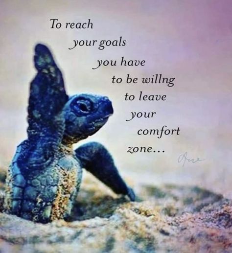 Turtle Quotes Inspiration, Good Morning Turtle, Turtle Spirit Animal, Turtle Quotes, Sea Turtle Pictures, Inspirerende Quotes, Amazing Inspirational Quotes, Turtle Love, Hawaii Luau