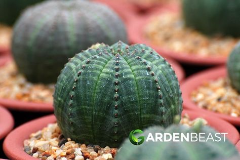 Star Cactus Guide: How to Grow & Care for “Astrophytum Asteria” Star Cactus, Scale Insects, Potting Soil, Gardening For Beginners, How To Grow, Planting, To Grow, Soil, Watermelon