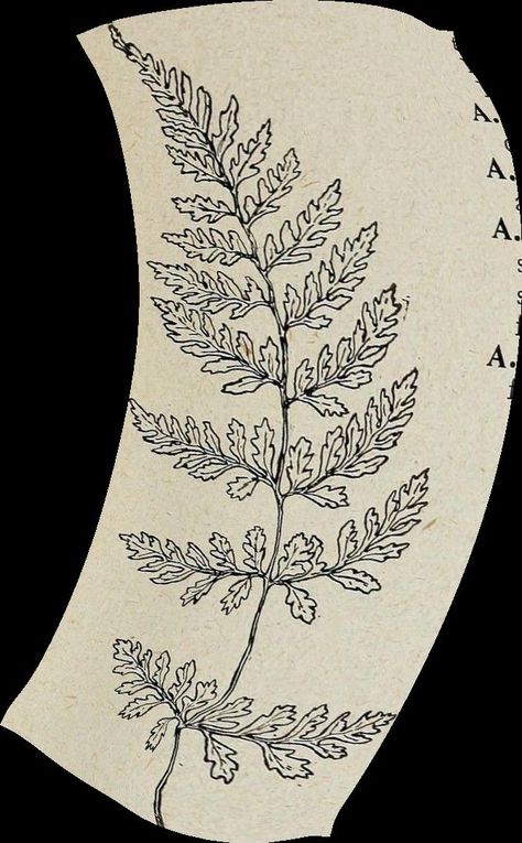 Fern Foliage Tattoo, Pretty Plant Tattoo, Fern Design Drawing, Fern Line Tattoo, Fern Outline Tattoo, Lady Fern Tattoo, Nature Knee Tattoo, Fern Leaf Drawing, Fern Outline