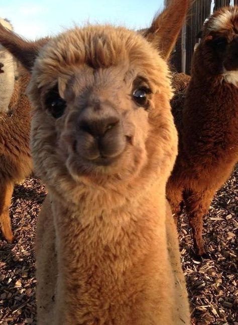 Animals Proudly Showing Their Contagious Smiles (Photos) - I Can Has Cheezburger? Baby Farm Animals, Baby Animals Pictures, Super Cute Animals, Pretty Animals, Baby Animals Funny, Fluffy Animals, Cute Wild Animals, Cute Animal Photos, Cute Cows