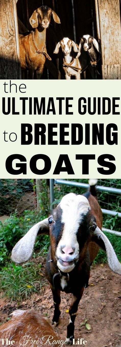 Breeding Goats, Keeping Goats, Goat Health, Goat Shed, Goat Shelter, Goat Pen, Small Goat, Mini Goats, Nubian Goat