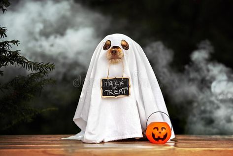 Dog In Ghost Costume, Dog Ghost Costume, Halloween Dogs, Ghost Funny, Card Gifts, Ghost Costume, Ghost Dog, Halloween Sticker, Pet Dress