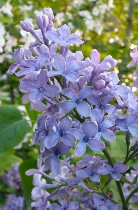 Pagoda Dogwood, Fav Flower, Flower Dictionary, Hibiscus Syriacus, Lilac Bush, Kim Smith, John Clayton, Lilac Bouquet, Syringa Vulgaris