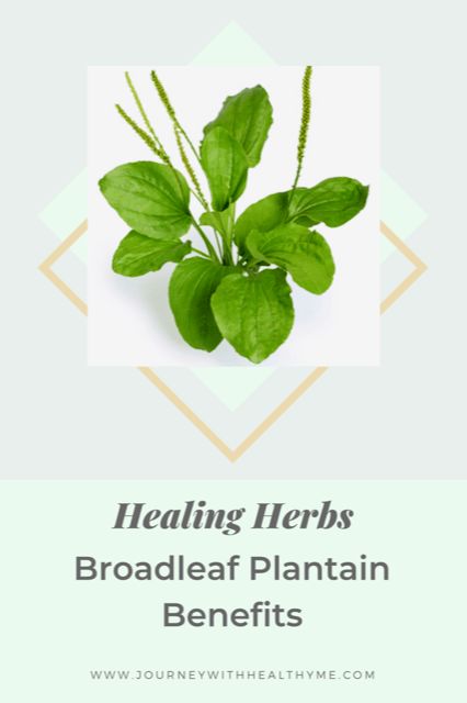 Broadleaf Plantain Benefits - Journey With Healthy Me Plantain Tincture Benefits, Harvesting Plantain, Plantain Benefits, Plantain Magical Properties, Broadleaf Plantain, Plantain Herb, Plantain Leaves, Tea Supplies, Canker Sore