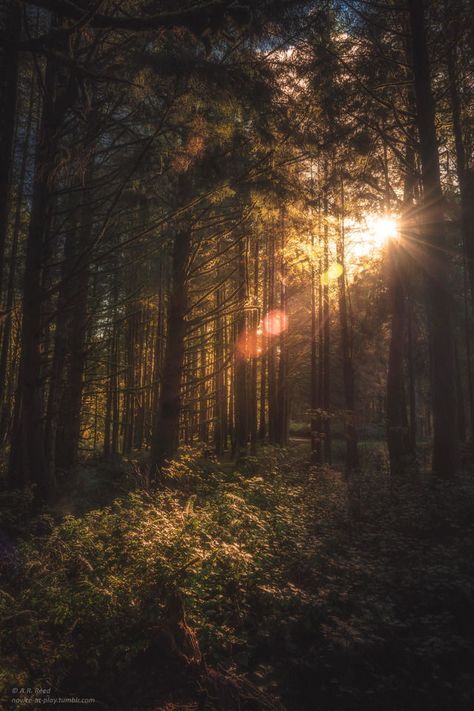 “And suddenly you just know… it’s time to start something new and trust the magic of beginnings.” ~Meister Eckhart Sunlight Through Trees Aesthetic, Sun Through Trees, Temperate Forest, Meister Eckhart, Forest Sunset, My Dear Friend, Forest Friends, Autumn Aesthetic, Animal Quotes