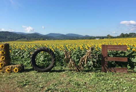 30 Events to Check Out for September 2018 in Virginia's Blue Ridge | Pictured: Sunflower Festival at Beaver Dam Farm in Botetourt County Farm Fest, Sunflower Ideas, Sunflower Festival, Sunflower Patch, Pumpkin Festival, Future Farms, Beaver Dam, Calendar Of Events, Virginia Is For Lovers