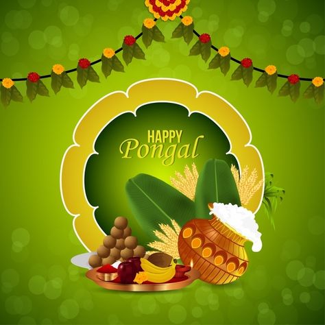 Pongal Greetings, Pongal Greeting Cards, Makar Sankranti Greetings, Apple Rice, Happy Pongal Wishes, Pongal Wishes, Watercolor Splash Png, Pongal Festival, Pongal Celebration