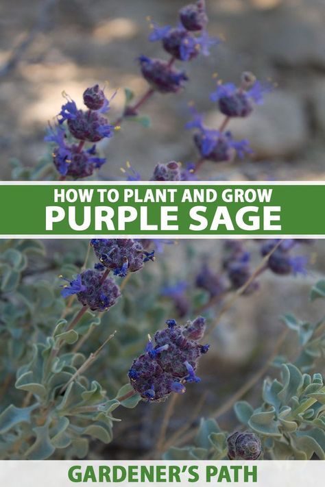 With its alluring bicolored flowers, purple sage is a Western native that thrives in arid landscapes. Adapted to the desert climate, this low maintenance shrub is an excellent choice for waterwise gardens. Learn how to plant and grow purple sage now on Gardener’s Path. #purplesage #nativeplants #gardenerspath Xeriscape Landscaping, Low Maintenance Shrubs, Desert Climate, Sage Plant, Purple Sage, Waterwise Garden, Purple Plants, Flowers Purple, Spring Plants