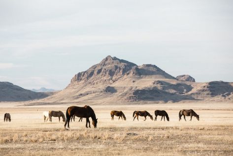 Photographing wild horses in Utah Life In America, Desert Aesthetic, Western Photography, Cowboy Aesthetic, Western Landscape, Wild Mustangs, Utah Usa, Western Aesthetic, Ranch Life