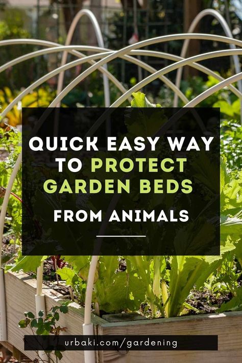 Currently, there are many options to start your own garden at home, in which you can plant everything from medicinal herbs to flowers. Whether you are an experienced gardener or on your first trip to the world of plants, one of the most comfortable and useful options is raised bed gardens. While birds, hornworms, and other insects are common plant pests, some other animals can also be a problem on occasion. Our gardens can be filled with nearly ripe fruits and vegetables one day, then eaten... Protect Garden From Animals, Raised Bed Gardens, Garden At Home, Plant Pests, Ripe Fruit, Veg Garden, Raised Bed, Medicinal Herbs, Raised Garden Beds