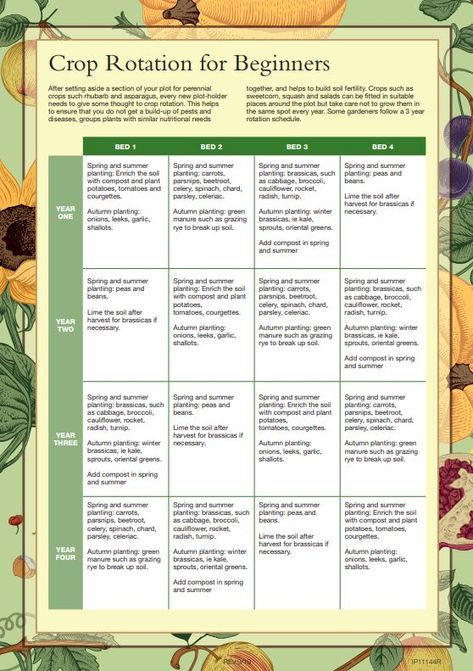 Crop Rotation – Dynevor Gardening Association Crop Rotation Charts Vegetable Garden, Crop Rotation Charts, Allotment Ideas, Spring Crops, Dream Farm, Garden Inspo, Brain Cells, Market Garden, Crop Rotation