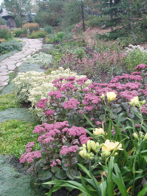 Hemerocallis and Sedum Maestro Perennial Cottage Garden, Pink Sedum, Sedum Garden, Autumn Plants, Garden Design Pictures, Sedum Roof, Sedum Plant, Bee Friendly Plants, Succulent Garden Design