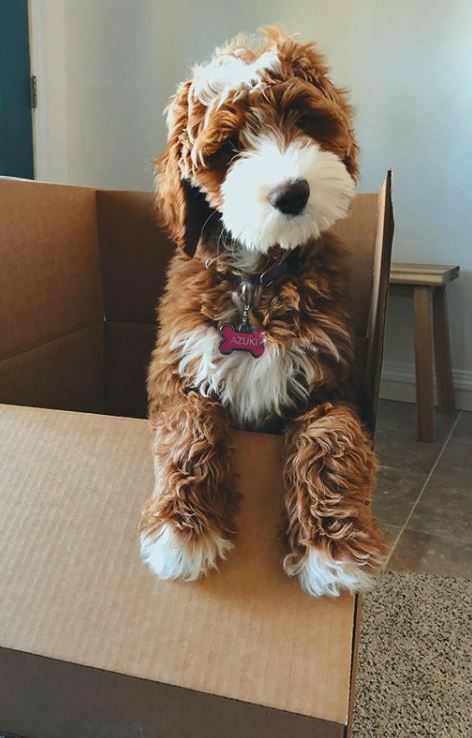 Moving With Pets, Doodle Face, Small Dog Tattoos, Dog Print Tattoo, Tattoo Dog, Golden Doodles, Really Cute Puppies, Australian Labradoodle, Labradoodle Puppy