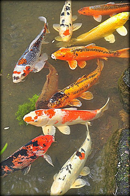 Beautiful Ponds, Winterthur Gardens, Karp Koi, Kolam Koi, Koi Painting, Winterthur Museum, Koi Ponds, Koi Art, Carpe Koi