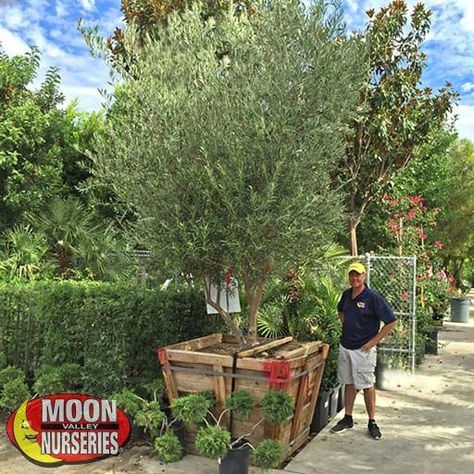 Fruitless Olive Tree, Olive Trees Garden, Yucca Rostrata, Tree Growth, Tuscan Landscaping, Floral Park, Moon Nursery, Small Shrubs, Specimen Trees