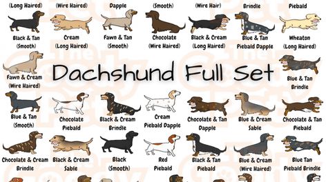 Dachshund Colors Chart, Fawn Dachshund, Blue Dapple Dachshund, Brindle Dachshund, Dachshund Colors, Cream Dachshund, Dachshund Clothes, Dachshund Pattern, Weiner Dogs