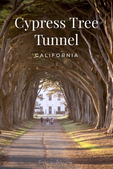 Cypress Tree Tunnel California.Photographing Point Reyes Tree Tunnel. Michigan Tunnel Of Trees, Cypress Tree Tunnel, Places In San Francisco, Monterey Cypress, Point Reyes National Seashore, Tree Tunnel, Travel Tree, Point Reyes, Marin County