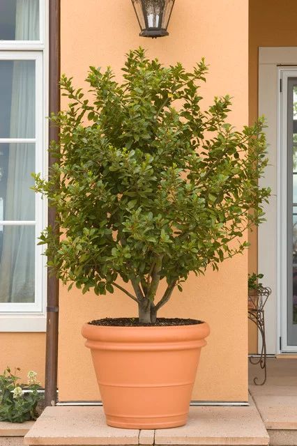 10 Top Trees to Grow in Containers Bay Leaf Tree, Laurel Plant, Bay Laurel Tree, Low Water Gardening, Patio Trees, Backyard Trees, Laurus Nobilis, Mediterranean Landscaping, Patio Pots