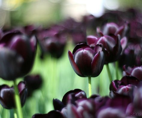 Tulipa Queen of the Night Tulip Queen Of Night, Queen Of The Night Tulip, Queen Of The Night Flower, Purple Prince Tulip, Dark Purple Tulips, Hydrangea Paniculata Limelight, Fav Flower, Queen Of The Night, Writing Inspiration Tips