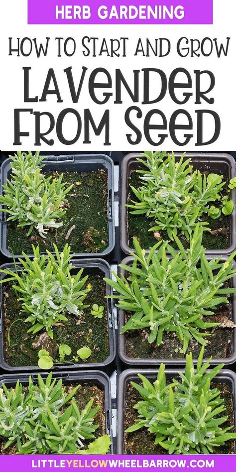 Planting Lavender Seeds, Growing Lavender From Seed, Lavender Gardening, Lavender From Seed, Growing Lavender Indoors, Lavender Plant Care, Grow Lavender, Seed Starting Soil, Lavender Plants