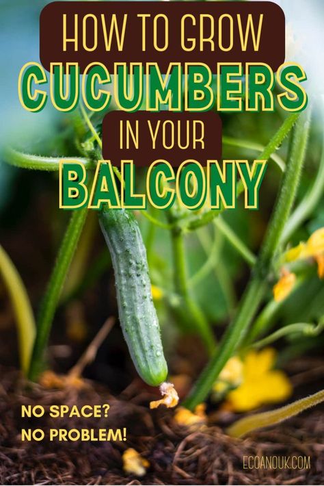 cucumber in a plant grown vertically Hanging Cucumber Plants, Growing Cucumbers Vertically, Cucumber Gardening, The Climber, Cucumber Plant, Growing Cucumbers, Home Grown Vegetables, Container Gardening Flowers, Permaculture Gardening